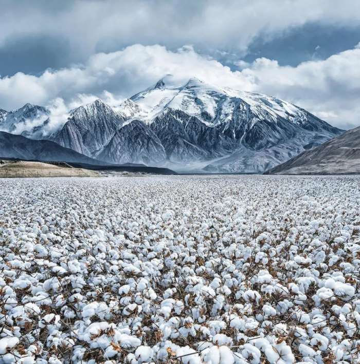 亚马逊疑下架新疆棉 我们该如何反制,亚马逊下架新疆棉织品-第7张图片