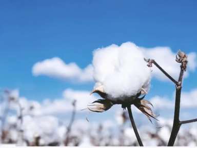新疆棉花事件,关于新疆棉花事件起因