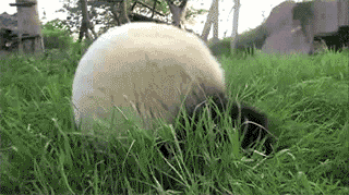 大熊猫降级,大熊猫是国宝是自然现象吗