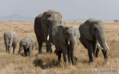 大象迁徙的原因,云南大象迁徙事件全过程