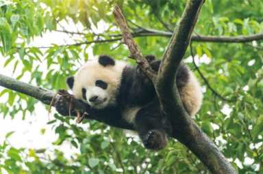 四川大熊猫栖息地有哪些（大熊猫分布地区和数量）