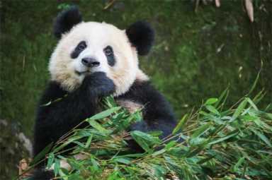 四川大熊猫栖息地有哪些（大熊猫分布地区和数量）