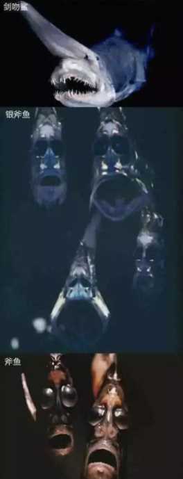 0000米恐怖深海鱼（为何深海鱼类大都样貌丑陋）"