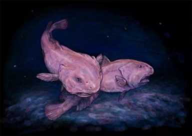 0000米恐怖深海鱼（为何深海鱼类大都样貌丑陋）"