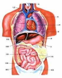胃在哪里身体分布图（人体五脏六腑分布图详细介绍）