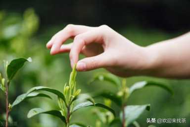 中国十大红茶排行榜，十大名茶是哪十种(附2023年最新排名前十名榜单)