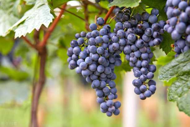 中国中原地区种植葡萄开始于哪个朝代