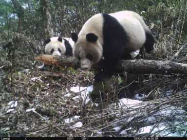 目前尚存多少只野生大熊猫