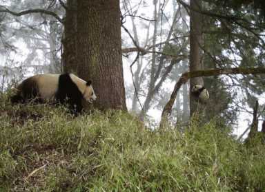 目前尚存多少只野生大熊猫