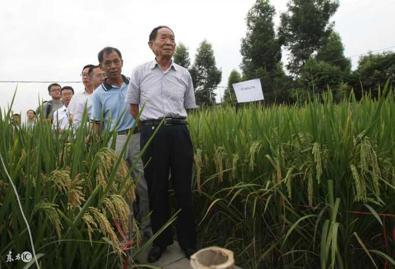 目前水稻亩产量最高达到多少公斤