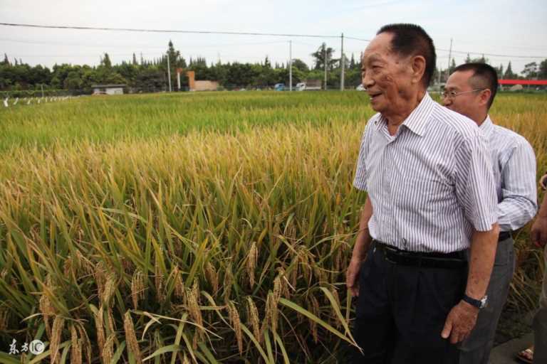 目前水稻亩产量最高达到多少公斤