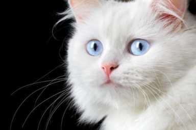 蓝眼白猫是什么品种价格（蓝眼白猫都是聋子）