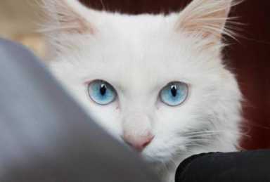 蓝眼白猫是什么品种价格（蓝眼白猫都是聋子）