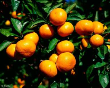 柑橘急性炭疽病的表现和治疗方法