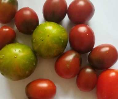 小西红柿的品种有哪些（最好吃的小西红柿品种）