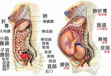 胎儿在肚子里的样子,怀胎十月妈妈的内脏会发生什么样的变化