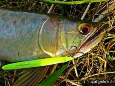 栖息在亚马逊河的银龙鱼,究竟遭遇了什么困难
