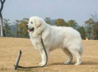 白色的小狗有哪些品种小型犬（狗狗的特点和有趣之处）