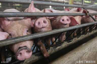 三十二种常见的猪病，养殖业行情走势如何