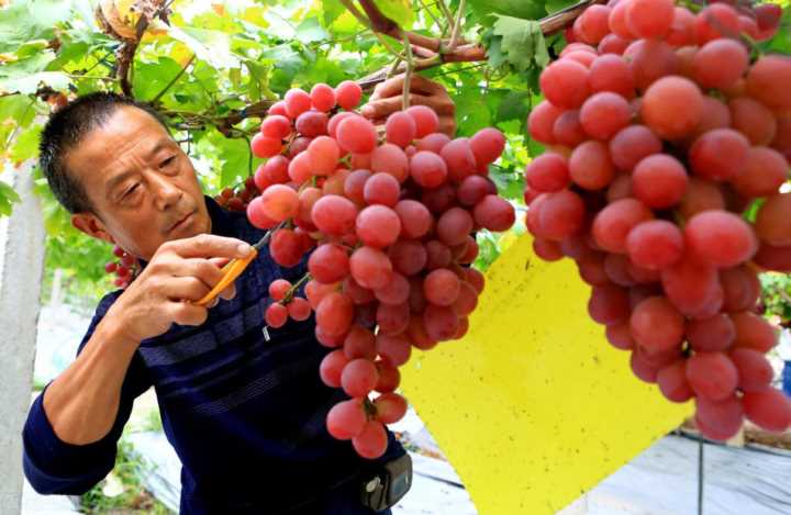 中原种植葡萄始于哪里哪个朝代