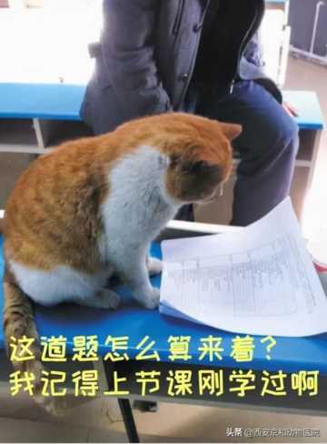 北大学术猫（北京大学的猫咪）