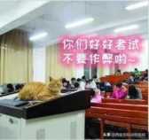 北大学术猫（北京大学的猫咪）