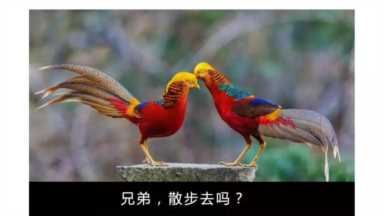 我国的国鸟是什么，中国的国鸟是哪一种鸟