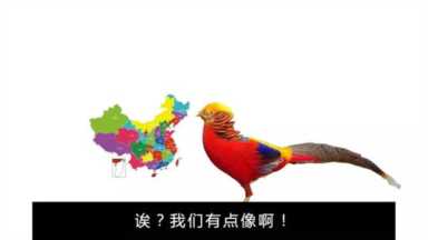 我国的国鸟是什么，中国的国鸟是哪一种鸟