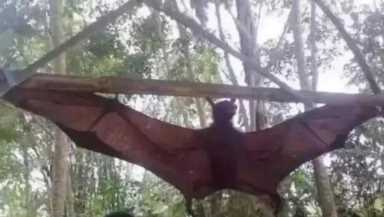 十大最恐怖蝙蝠图片，世界上最可怕的蝙蝠
