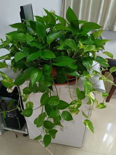 0种常见室内盆栽绿化植物是哪些"