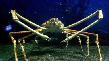 世界上最大的螃蟹名叫杀人蟹，它真的会杀人吗