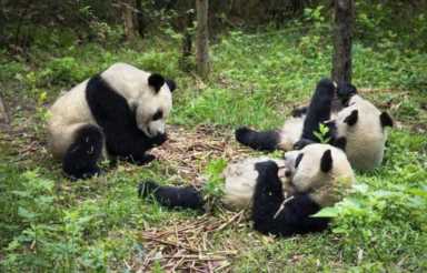 大熊猫在中国有多少只（为什么大熊猫只有中国有）