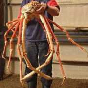 世界上最大的螃蟹名叫杀人蟹，它真的会杀人吗