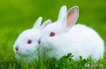 养一千只兔子一年利润（兔子养殖包回收是真的吗）