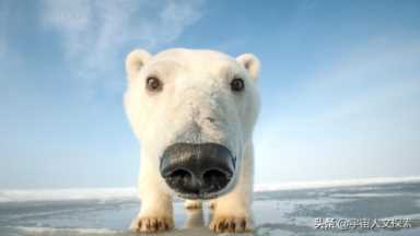 北极熊的皮肤（北极熊是什么颜色的）