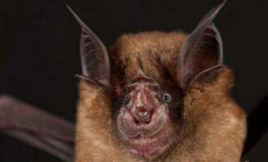 十大最恐怖蝙蝠图片，世界上最可怕的蝙蝠