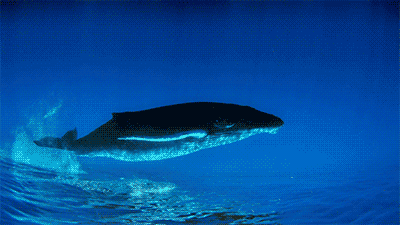 人生最美不过鲸落愿化身孤岛的鲸