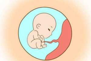 三个月的胎儿有多大，胎儿有多大呢