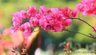深圳市的市花是什么（深圳市的市花簕杜鹃沿街绽放）