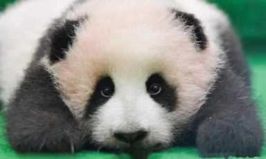 大熊猫在中国有多少只（为什么大熊猫只有中国有）