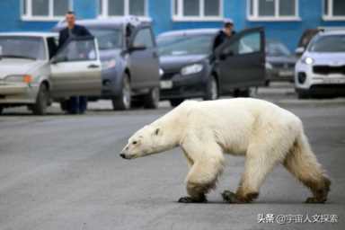 北极熊的皮肤（北极熊是什么颜色的）