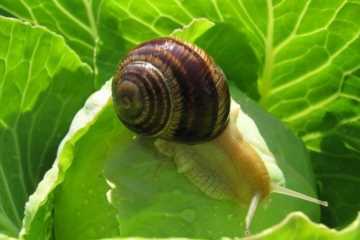 蜗牛在农业生产上是，怎样防治蜗牛的危害最有效