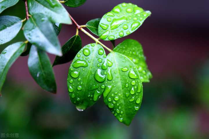 落在诗人心坎的春雨：天街小雨润如酥，草色遥看近却无