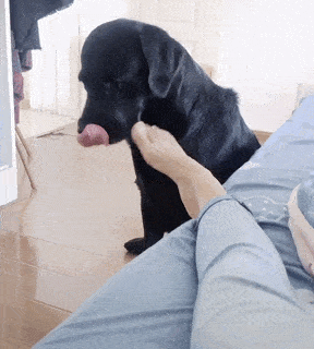 狗狗舔主人手脚意味着什么（其实是在告诉你这几件事）