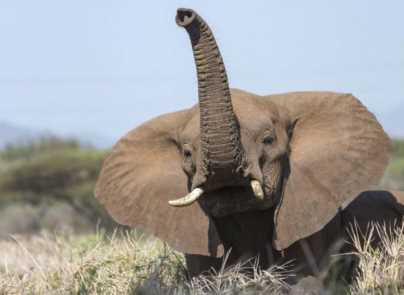大象的耳朵有什么特殊作用(大象为什么总是拍打耳朵)