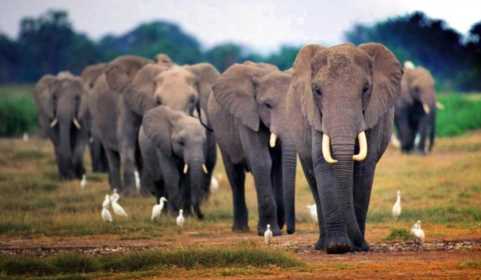 大象的耳朵有什么特殊作用(大象为什么总是拍打耳朵)