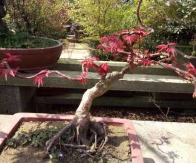 红枫树的盆景（常用树桩红枫盆景制作及养护）(2)
