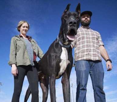 世界上最大的狗有哪些（六种巨型犬大盘点）(6)