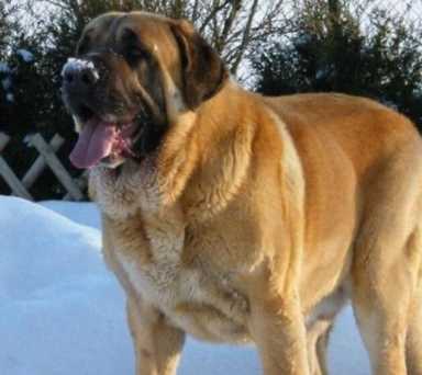 世界上最大的狗有哪些（六种巨型犬大盘点）(4)