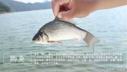 最常见的淡水鱼（12种美味的淡水鱼）
